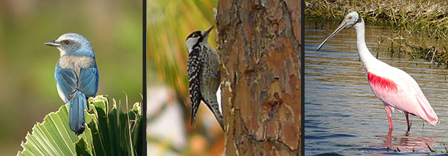 Srub Jay, Red-cockaded Woodpecker, Roseatte Spoonbill