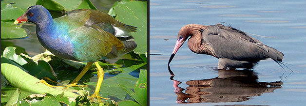 Purple Gallinule, Reddish Egret