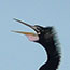 Anhinga