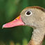 Black-bellied Whistling Duck