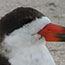 Black Skimmer