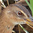 King Rail