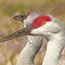 Sandhill Cranes