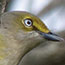 White-eyed Vireo