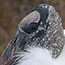Wood Stork