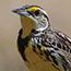 Eastern Meadowlark