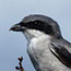 Loggerhead Shrike