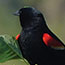 Red-winged Blackbird