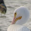 American White Pelican